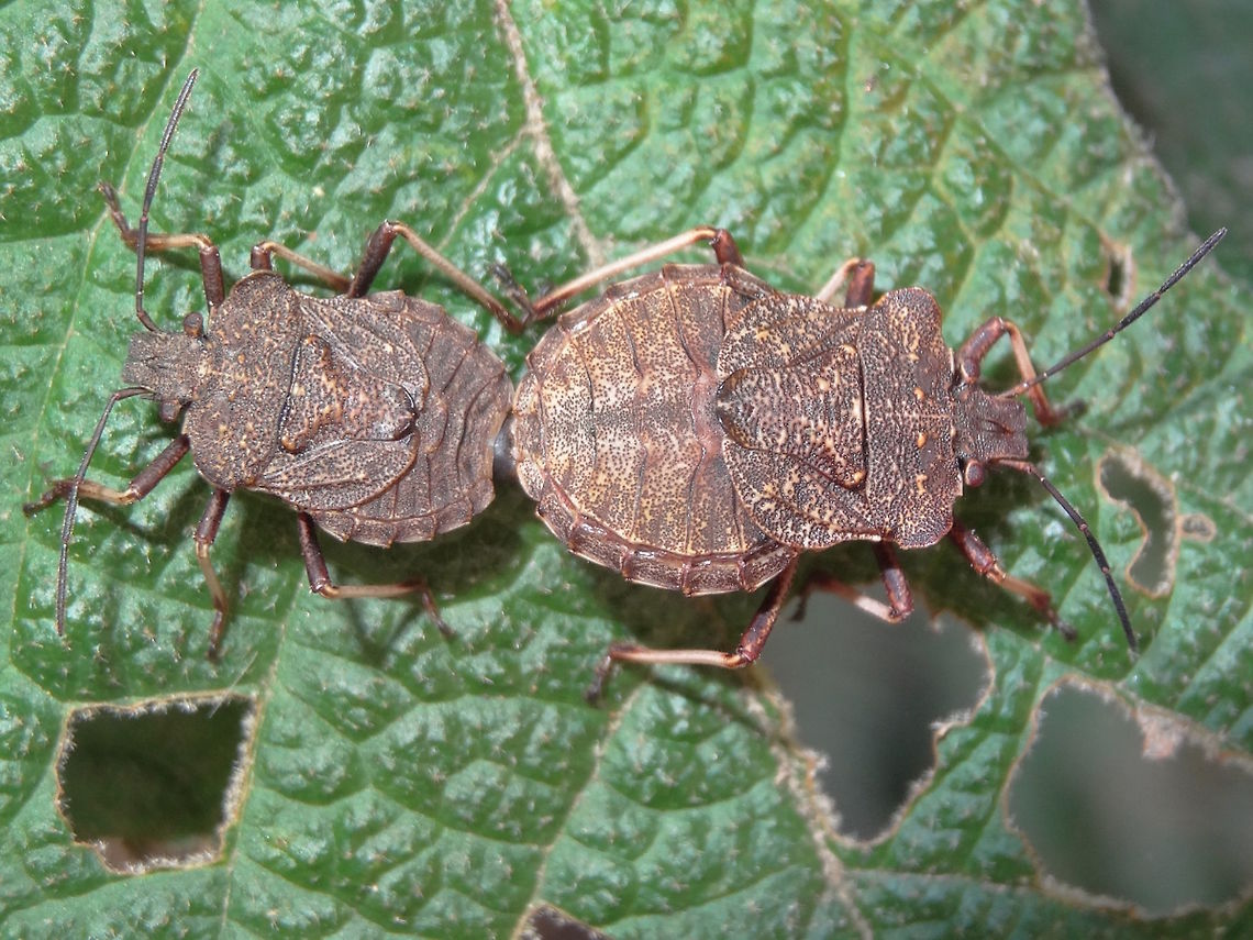 Flightless pentatomid bugs (Tinganina dimorpha) Unusual looking stink bugs flat, wide, with very diminished wings yet obviously adults. <br />
The larger one (fem?) was about 18mm long.<br />
Found on a pomaderris leaf in a nearby state forest reserve. Bunyip State Park.<br />
This  genus has only one species. <br />
http://bie.ala.org.au/species/urn:lsid:biodiversity.org.au:afd.taxon:928a395c-3ae7-4ed5-99e0-813b8e008785# Australia,Geotagged,Halyini,Pentatomidae,Summer,Tinganina dimorpha,mating,true bugs