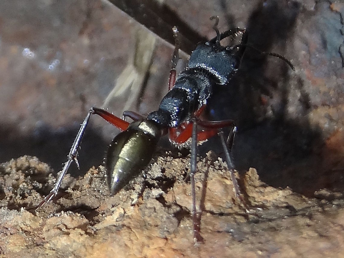 Toothless bull ant (Myrmecia fulvipes) A nest of fairly large ants, very active, with red femurs, golden abdomens and &#039;toothless&#039; jaws. <br />
Size between a Jumping Jack and a Bulldog ant... about 18mm. Very aggressive.<br />
Found in a local nature reserve with dry, open sclerophyll. eucalyptus forest.<br />
ID thanks to Kate Sandiford.  Ants,Australia,Geotagged,Myrmecia fulvipes,Winter
