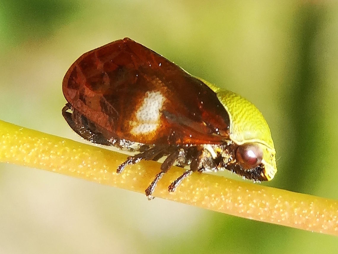 Tube Spittle bug (Chaetophyes compacta) About 11mm long and wearing a nice green time-trial cycle helmet. <br />
No spines on rear legs which are exposed. There is a leaf hopper which looks almost the same.<br />
They make small tapered calcereous tubes in leaf axils to develop in as nymphs.<br />
These were found on fine stems of Eucalyptus microcarpa in a large nature reserve. Australia,Chaetophyes compacta,Geotagged,Spring,australia,clastopteridae,hemiptera,spittlebugs