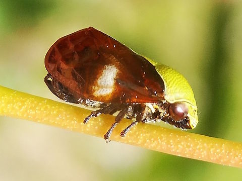 Tube Spittle bug (Chaetophyes compacta) About 11mm long and wearing a nice green time-trial cycle helmet. 
No spines on rear legs which are exposed. There is a leaf hopper which looks almost the same.
They make small tapered calcereous tubes in leaf axils to develop in as nymphs.
These were found on fine stems of Eucalyptus microcarpa in a large nature reserve. Australia,Chaetophyes compacta,Geotagged,Spring,australia,clastopteridae,hemiptera,spittlebugs