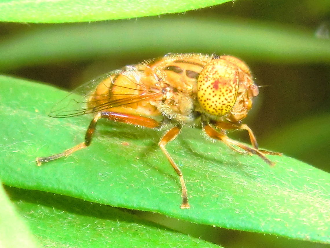 Native Drone fly (Eristalinus punctulatus) About 10mm long. Resting on solanum leaf. <br />
This one seemed smaller and paler than specimens found in the past.<br />
Spotty yellow eyes. Very tolerant of a camera in it&#039;s face.<br />
<a href="http://bie.ala.org.au/species/urn:lsid:biodiversity.org.au:afd.taxon:1d984762-e844-4015-9540-7a6cbd2355c8" rel="nofollow">http://bie.ala.org.au/species/urn:lsid:biodiversity.org.au:afd.taxon:1d984762-e844-4015-9540-7a6cbd2355c8</a> Australia,Eristalinus punctulatus,Geotagged,Native drone fly,Spring,Syrphidae