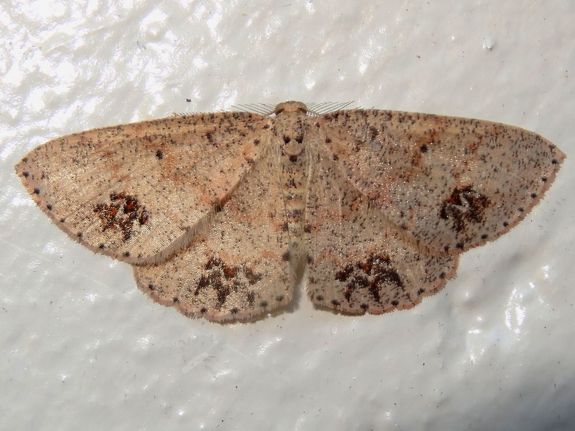 Paw prints moth ♂ (Casbia celidosema) From a distance I thought it had kanji characters printed on the wings. <br />
About 30mm wingspan.<br />
Found under a night light (at midday) in a local nature reserve.<br />
ID may be changed as the whole genus is undergoing review. Australia,Casbia celidosema,Geotagged,Winter,geometridae