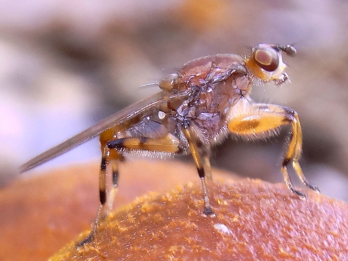 Fungus fly (Tapeigaster luteipennis) Also called 'sun fly' in WA. I like the sumo stance of these. <br />
About 14mm long exploring the caps of some galerina species of fungus.<br />
Local nature reserve which suffered from fire one year ago. (Wicks) Australia,Fall,Geotagged,Tapeigaster luteipennis