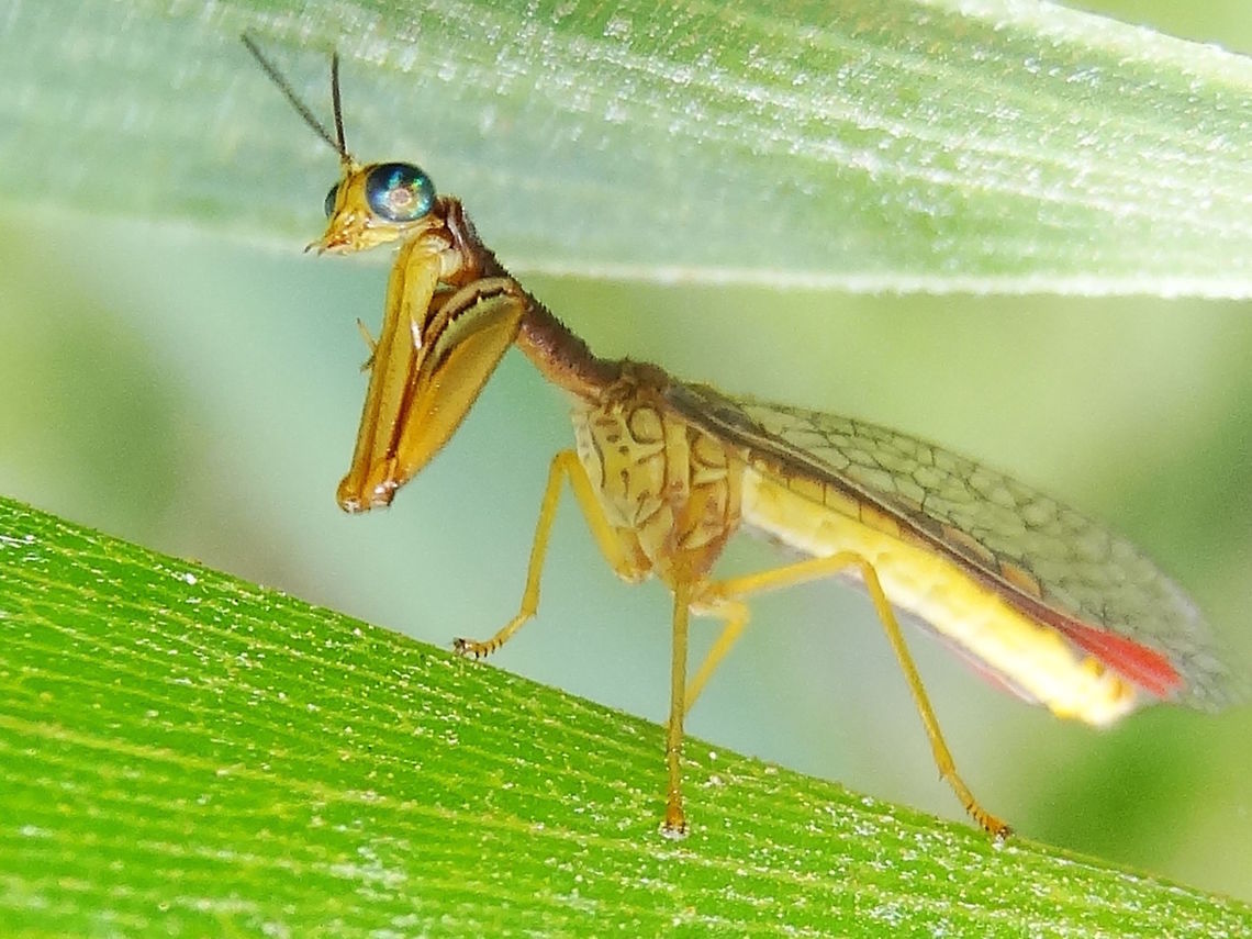 Mantisfly (Campion tenuistrigus) Half lacewing half mantis.  About 10mm long.<br />
Typically starry blue eyes, raptorial forelegs, triangular head, elongated prothorax.<br />
Exploring a broad-leafed acacia in a local nature reserve.(Glenfern Valley)<br />
Good visual match with the CSIRO &#039;What Bug Is That&#039; link. <br />
Distribution seems to be over all of mainland Australia. <br />
Other names might be... &#039;Mantispa tenuistriga&#039;, &#039;Mantispa platycephala&#039;, &#039;Mantispilla rubicunda&#039;.  Australia,Campion tenuistrigus,Geotagged,Mantispidae,Neuroptera,Spring