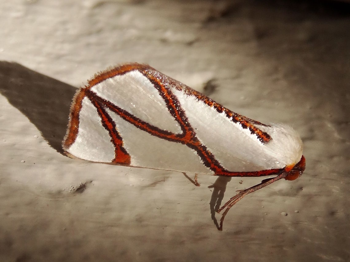 Clara's satin moth (Thalaina clara) A beautiful and delicate moth mostly pure white but with strongly outlined, rust coloured lines crossing the wings in an 'N' shape and following the wing margins. Approximately 22mm long with a wingspan of about 50mm.<br />
Resting on a wall in a local nature reserve adjoining a large national park.<br />
In Melbourne, the pupa is formed in September and the adults emerge at the beginning of May, so this one is a little early. <br />
Larvae feed on Acacia mearnsii and Acacia dealbata <br />
 Australia,Ennominae,Fall,Geotagged,Nacophorini,Thalaina clara,geometridae
