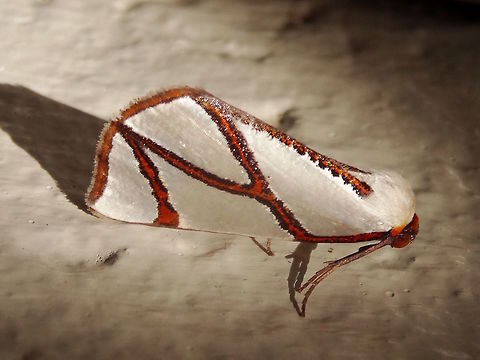 Clara's satin moth (Thalaina clara) A beautiful and delicate moth mostly pure white but with strongly outlined, rust coloured lines crossing the wings in an 'N' shape and following the wing margins. Approximately 22mm long with a wingspan of about 50mm.
Resting on a wall in a local nature reserve adjoining a large national park.
In Melbourne, the pupa is formed in September and the adults emerge at the beginning of May, so this one is a little early. 
Larvae feed on Acacia mearnsii and Acacia dealbata 
 Australia,Ennominae,Fall,Geotagged,Nacophorini,Thalaina clara,geometridae