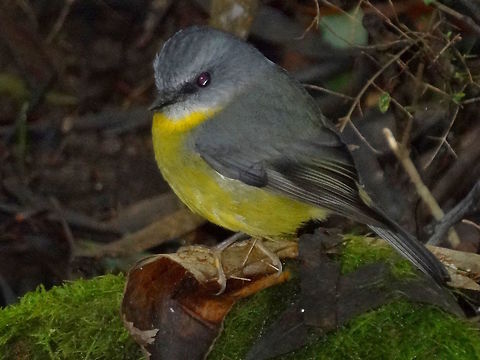 Eastern yellow robin (Eopsaltria australis) This little guy suddenly appeared very close by while I was shooting fungi and seemed to just sit and watch. Quite fearless.
In a national park rain forest in a very dark and damp gully. There are actually very few bird species which explore these darker forests at ground level. Lack of light and focus dominates.
Ranges from the southeast corner of South Australia, most of Victoria, the western half of New South Wales and up to Cooktown in Queensland. Australia,Eastern Yellow Robin,Eopsaltria australis,Fall,Geotagged