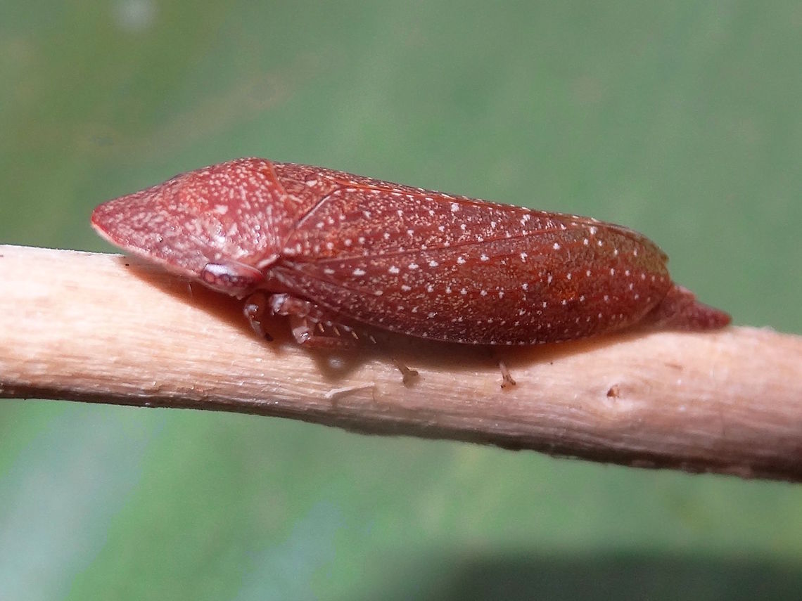 White-dotted brown leafhopper (Rhotidus teleformis) A comparatively long hopper with a broad rostrum and covered with a pattern of white spots on a reddish brown background. Very alert continually moving to the other side of the stem. <br />
About 15mm long.<br />
Outer urban back yard surrounded by eucalyptus forests.<br />
Found in south eastern parts of Australia including Tasmania. Australia,Cicadellidae,Geotagged,Leafhopper,Rhotidus teleformis,Spring,Tartessinae,White-dotted brown leafhopper