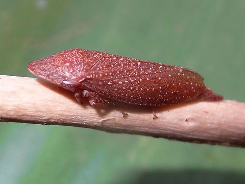 White-dotted brown leafhopper (Rhotidus teleformis) A comparatively long hopper with a broad rostrum and covered with a pattern of white spots on a reddish brown background. Very alert continually moving to the other side of the stem. 
About 15mm long.
Outer urban back yard surrounded by eucalyptus forests.
Found in south eastern parts of Australia including Tasmania. Australia,Cicadellidae,Geotagged,Leafhopper,Rhotidus teleformis,Spring,Tartessinae,White-dotted brown leafhopper