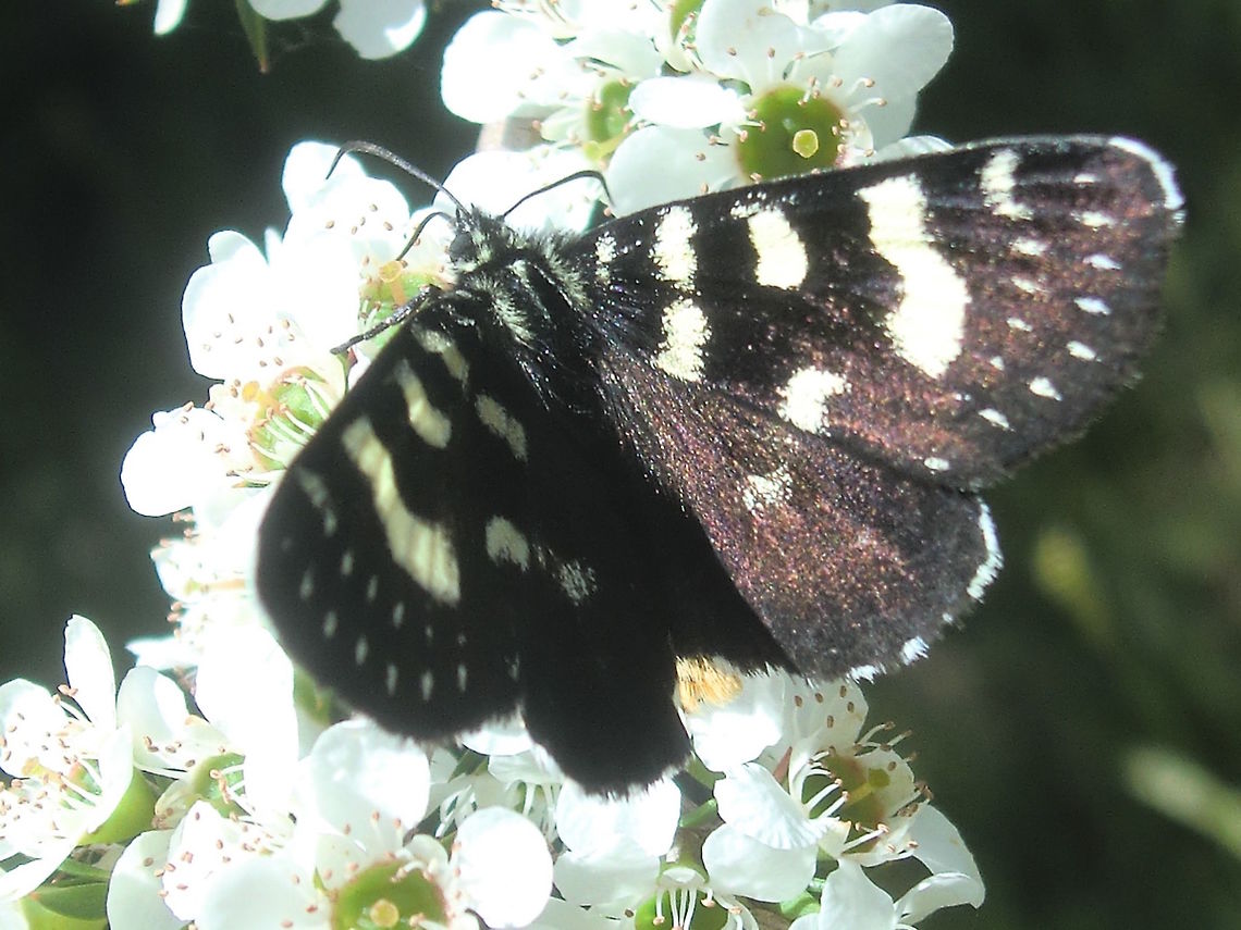 Grapevine moth (Phalaenoides tristifica) One of the Australian, day-flying agaristinid moths which has developed an unnatural attraction to grapevine plants. About 45mm wingspan.<br />
<a href="http://lepidoptera.butterflyhouse.com.au/agar/tristif.html" rel="nofollow">http://lepidoptera.butterflyhouse.com.au/agar/tristif.html</a> Australia,Geotagged,Grapevine moth,Phalaenoides tristifica,Spring,agaristinae,day flying,moth