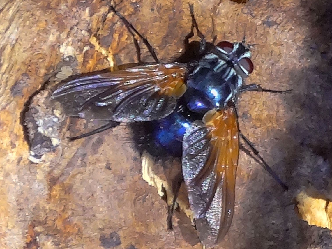 Tachina fly (Microtropesa sinuata) A large (18mm body) Tachinidae with tinted wing bases. Females have a golden face and head.. this is male.<br />
This one was very busy searching for something at the base of a large eucalyptus (vimminalis?)<br />
<a href="http://bie.ala.org.au/species/urn:lsid:biodiversity.org.au:afd.taxon:4bc4648e-0cb2-40ac-8e8e-855e5447d55a#tab_gallery" rel="nofollow">http://bie.ala.org.au/species/urn:lsid:biodiversity.org.au:afd.taxon:4bc4648e-0cb2-40ac-8e8e-855e5447d55a#tab_gallery</a><br />
Male <a href="https://www.flickr.com/photos/14573979@N00/5109957062" rel="nofollow">https://www.flickr.com/photos/14573979@N00/5109957062</a><br />
Female <a href="https://www.flickr.com/photos/ogcodes/3382860687/" rel="nofollow">https://www.flickr.com/photos/ogcodes/3382860687/</a> Australia,Geotagged,Microtropesa sinuata,Spring,Tachinid fly