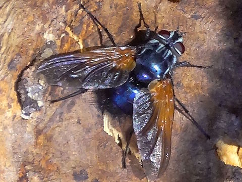 Tachina fly (Microtropesa sinuata) A large (18mm body) Tachinidae with tinted wing bases. Females have a golden face and head.. this is male.
This one was very busy searching for something at the base of a large eucalyptus (vimminalis?)
http://bie.ala.org.au/species/urn:lsid:biodiversity.org.au:afd.taxon:4bc4648e-0cb2-40ac-8e8e-855e5447d55a#tab_gallery
Male https://www.flickr.com/photos/14573979@N00/5109957062
Female https://www.flickr.com/photos/ogcodes/3382860687/ Australia,Geotagged,Microtropesa sinuata,Spring,Tachinid fly