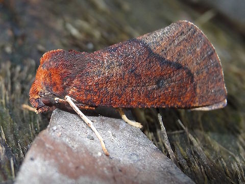 Two-toned Crest-moth (Fisera belidearia) Moths have brown forewings with a single dark spot and a paler outer margin.
Forewings slightly hooked. Hindwings fade to grey. 
Body length about 40mm. Australia,Fisera belidearia,Geotagged,NACOPHORINI,Winter
