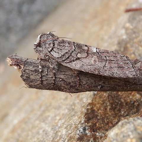 Stub moth ( Discophlebia sp.(1) ) A twig mimicing stub moth about 32mm long. 
The whole genus imitate a broken twig.
Found in a local nature reserve adjoining a large, eucalyptus dominated national park.
There are only eight Oenosandridae species and six of those are found in Victoria. 
This one matches Peter Marriott's undescribed 'Discophlebia sp.' (1) in 'Moths of Victoria' part 2.
 Australia,Discophlebia sp1,Fall,Geotagged,OENOSANDRIDAE