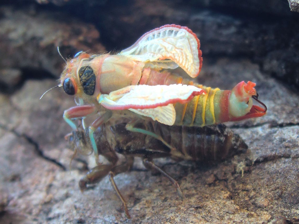Firetail yoyetta ♂ final moult (Yoyetta abdominalis) <figure class="photo"><a href="https://www.jungledragon.com/image/36532/firetail_yoyetta_yoyetta_abdominalis.html" title="Firetail yoyetta ♂ (Yoyetta abdominalis)"><img src="https://s3.amazonaws.com/media.jungledragon.com/images/2532/36532_thumb.JPG?AWSAccessKeyId=05GMT0V3GWVNE7GGM1R2&Expires=1770854410&Signature=75d6U2rbixeqTpe62mTbODDjjlU%3D" width="200" height="150" alt="Firetail yoyetta ♂ (Yoyetta abdominalis) A small plain brown 'cicada' (24mm) has just emerged from it's final moult to become a beautiful cream, pink, yellow and green adult with white veined wings.. but only for a short while. After another hour it will become nearly all black with an orange and yellow tuft at the tip of the abdomen. It all happened about 1.5 metres up the trunk of a large girthed eucalyptus. <br />
The whole process then took about 40 minutes. The wing expansion was impressive as it only took about 3 minutes.<br />
On the trunk of Eucalyptus viminalis in local nature reserve.<br />
http://www.jungledragon.com/image/36531/firetail_yoyetta_final_moult_yoyetta_abdominalis.html Australia,Geotagged,Spring,Yoyetta abdominalis" /></a></figure> <br />
A small plain brown 'cicada' (24mm) has just emerged from it's final moult to become a beautiful cream, pink, yellow and green adult with white veined wings.. but only for a short while. After another hour it will become nearly all black with an orange and yellow tuft at the tip of the abdomen. It all happened about 1.5 metres up the trunk of a large girthed eucalyptus. <br />
The whole process then took about 40 minutes. The wing expansion was impressive as it only took about 3 minutes.<br />
On the trunk of Eucalyptus viminalis in local nature reserve.<br />
 Australia,Geotagged,Spring,Yoyetta abdominalis