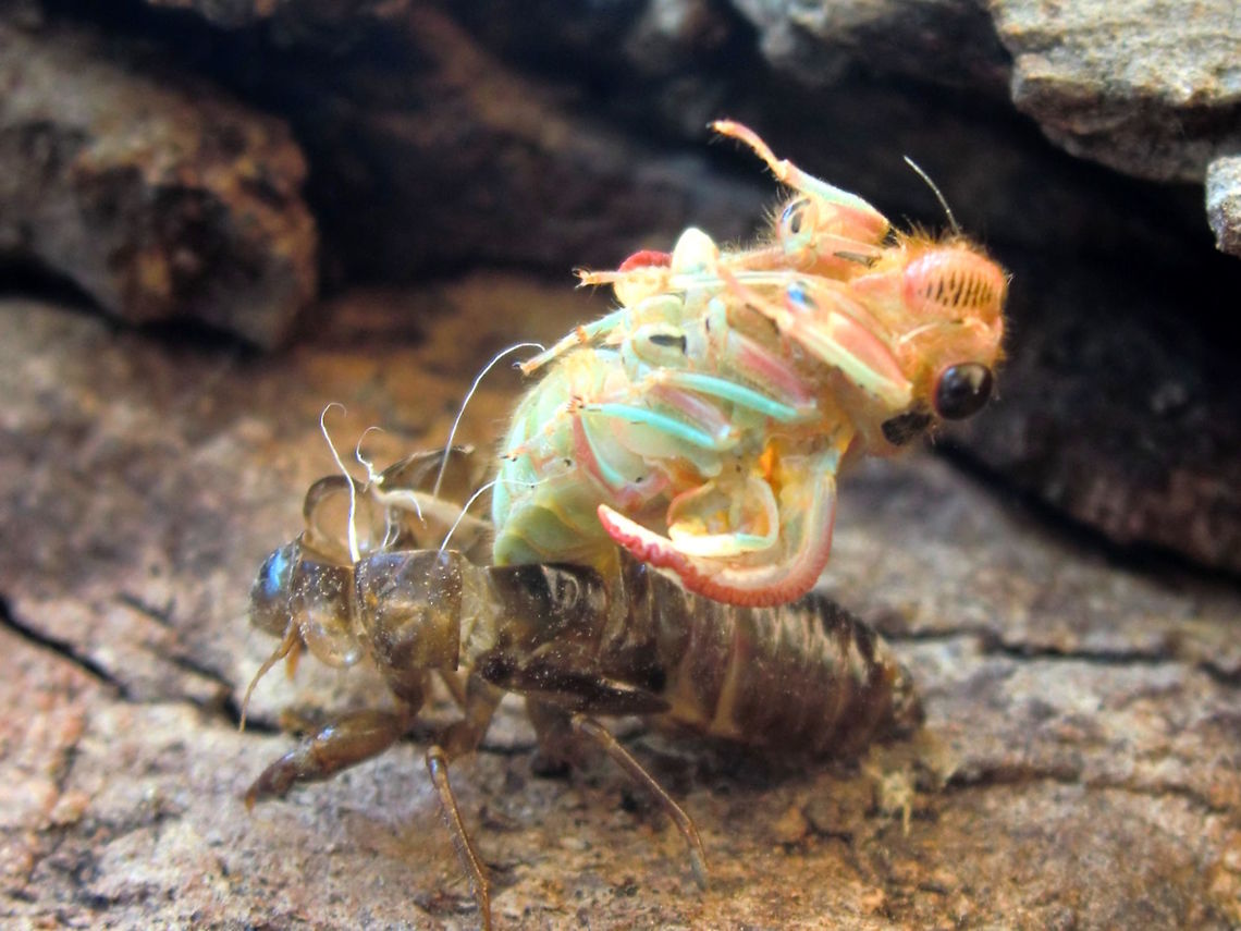 Firetail yoyetta ♂ (Yoyetta abdominalis) A small plain brown 'cicada' (24mm) has just emerged from it's final moult to become a beautiful cream, pink, yellow and green adult with white veined wings.. but only for a short while. After another hour it will become nearly all black with an orange and yellow tuft at the tip of the abdomen. It all happened about 1.5 metres up the trunk of a large girthed eucalyptus. <br />
The whole process then took about 40 minutes. The wing expansion was impressive as it only took about 3 minutes.<br />
On the trunk of Eucalyptus viminalis in local nature reserve.<br />
<figure class="photo"><a href="https://www.jungledragon.com/image/36531/firetail_yoyetta_final_moult_yoyetta_abdominalis.html" title="Firetail yoyetta ♂ final moult (Yoyetta abdominalis)"><img src="https://s3.amazonaws.com/media.jungledragon.com/images/2532/36531_thumb.JPG?AWSAccessKeyId=05GMT0V3GWVNE7GGM1R2&Expires=1770854410&Signature=0BjSeLKyUWOrDndCyBDdixN8TkQ%3D" width="200" height="150" alt="Firetail yoyetta ♂ final moult (Yoyetta abdominalis) http://www.jungledragon.com/image/36532/firetail_yoyetta_yoyetta_abdominalis.html <br />
A small plain brown 'cicada' (24mm) has just emerged from it's final moult to become a beautiful cream, pink, yellow and green adult with white veined wings.. but only for a short while. After another hour it will become nearly all black with an orange and yellow tuft at the tip of the abdomen. It all happened about 1.5 metres up the trunk of a large girthed eucalyptus. <br />
The whole process then took about 40 minutes. The wing expansion was impressive as it only took about 3 minutes.<br />
On the trunk of Eucalyptus viminalis in local nature reserve.<br />
 Australia,Geotagged,Spring,Yoyetta abdominalis" /></a></figure> Australia,Geotagged,Spring,Yoyetta abdominalis