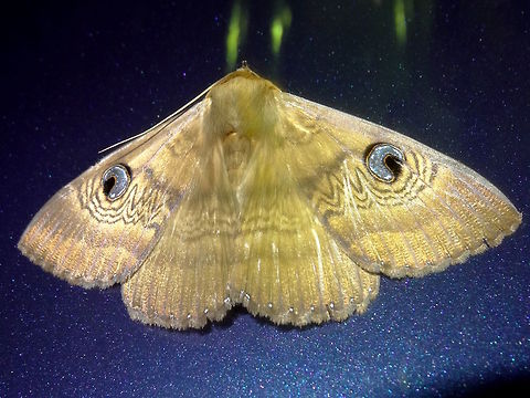 Southern Old Lady moth (Dasypodia selenophora) This one was attracted to strong night lights at a local car yard. The blue Mazda made a nice coloured backdrop. These are quite large moths about 900mm wingspan. Interestingly they can also be found on Macquarie Island... I have no idea how they got there or how they survive those winters. Beautiful eyespots for the seals to look at.! Australia,Dasypodia selenophora,Geotagged,Spring