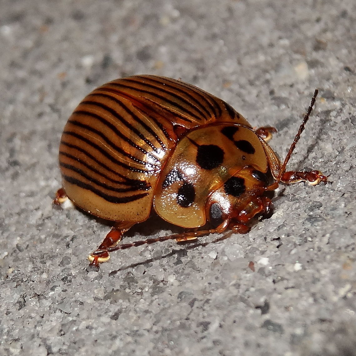 Eucalyptus leaf beetle (Paropsisterna intacta) About 15mm long. Attracted to security lights at a local car yard. Probably drawn from the national park adjacent.<br />
I particularly like the musical notes on the pronotum. Australia,Chrysomelidae,Eucalyptus leaf beetle,Fall,Geotagged,Paropsisterna,Paropsisterna intacta