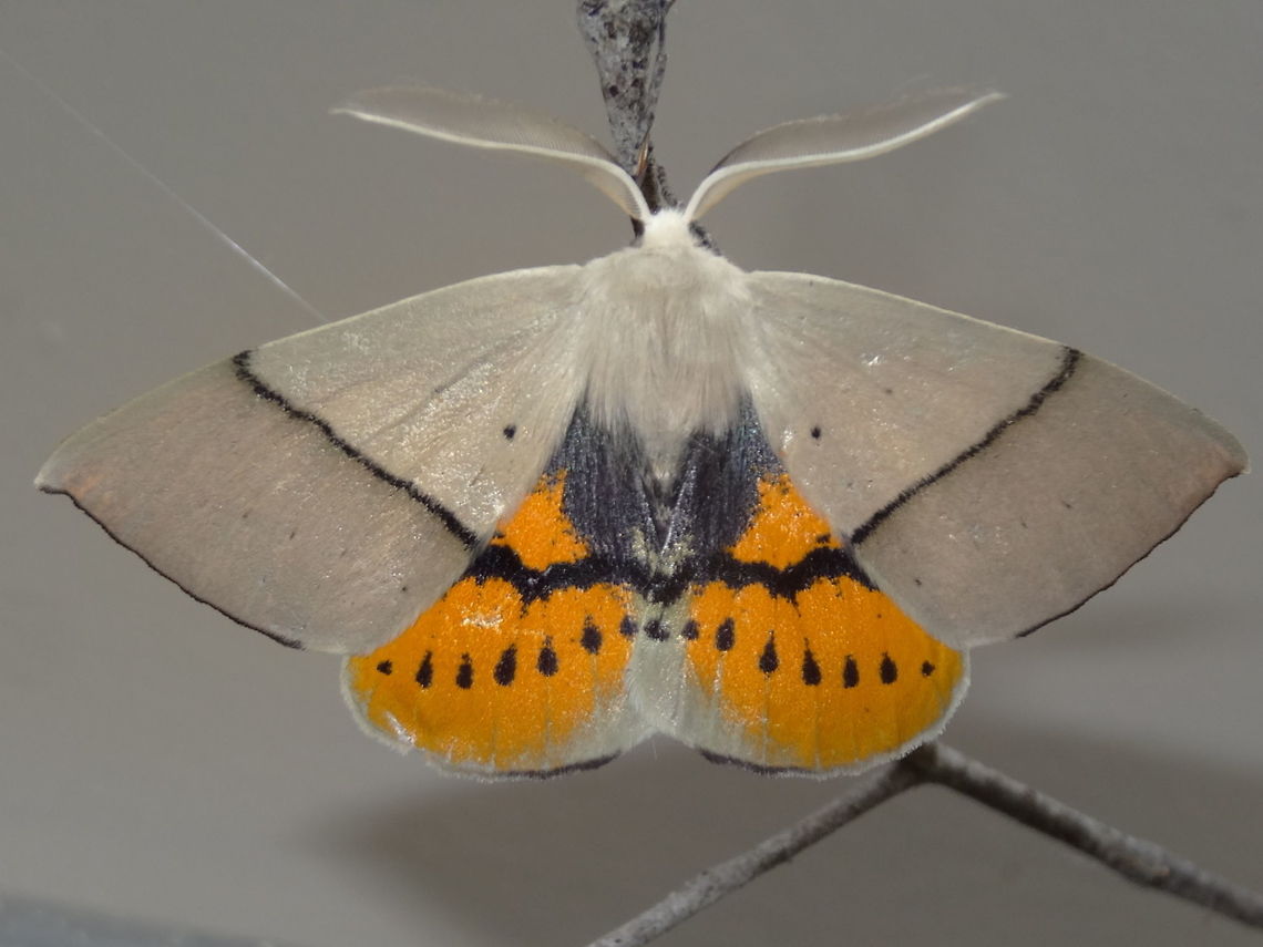Fallen bark looper ♂ (Gastrophora henricaria) It was nice to find one of these resting flat with the hind wings revealed for a change.<br />
The ventral view reveals the opposite of this.. plain hind wings and dramatic yellow and black on the fore wings.<br />
Wingspan about 50mm.<br />
Resting under night lights in a local nature reserve. Australia,Gastrophora henricaria,Geotagged,Moth Week 2018,Spring