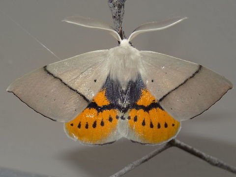 Fallen bark looper ♂ (Gastrophora henricaria) It was nice to find one of these resting flat with the hind wings revealed for a change.
The ventral view reveals the opposite of this.. plain hind wings and dramatic yellow and black on the fore wings.
Wingspan about 50mm.
Resting under night lights in a local nature reserve. Australia,Gastrophora henricaria,Geotagged,Moth Week 2018,Spring