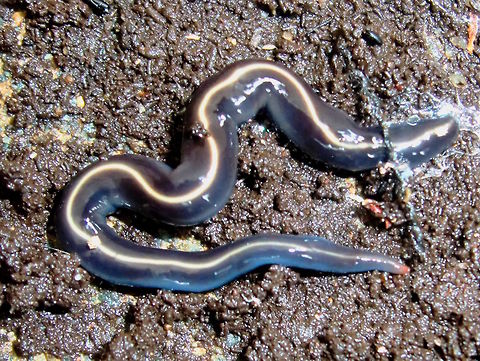 Native blue flatworms (Caenoplana coerulea) A terrestrial turbellarian about 70mm long by 8mm diam. very shiny, soft, flexible, deep translucent blue, pale yellow dorsal line. 
Able to extend/contract dramatically... so might be 15mm thick and 30mm long. :)
Found under very large wet log. These require permanently moist locations. 
Voracious hunters feeding on small invertebrates or earthworms etc.
"This flatworm's native range is eastern Australia and New Zealand. This species has however been accidentally introduced to the USA, including California, Florida, Georgia, Texas, South Carolina and Iowa and was once spotted in Kilkenny, Ireland" - Wiki
 Australia,Caenoplana coerulea,Fall,Geoplanidae,Geoplaninae,Geotagged,Platyhelminthes,Tricladida