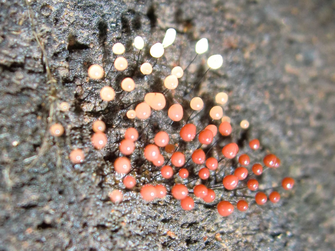 Stalked slime mold (Comatricha fragilis) Synonymous with Comatricha nigra microspora ?<br />
A tiny patch of miniature pearls on dark, wiry stems. Maybe 3mm tall. Colour is varying from white through pink to red and will eventually turn black. Found on a huge Pinus radiata log used for landscaping. Australia,Comatricha fragilis,Comatricha nigra,Fall,Geotagged