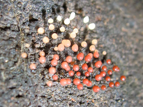 Stalked slime mold (Comatricha fragilis) Synonymous with Comatricha nigra microspora ?
A tiny patch of miniature pearls on dark, wiry stems. Maybe 3mm tall. Colour is varying from white through pink to red and will eventually turn black. Found on a huge Pinus radiata log used for landscaping. Australia,Comatricha fragilis,Comatricha nigra,Fall,Geotagged