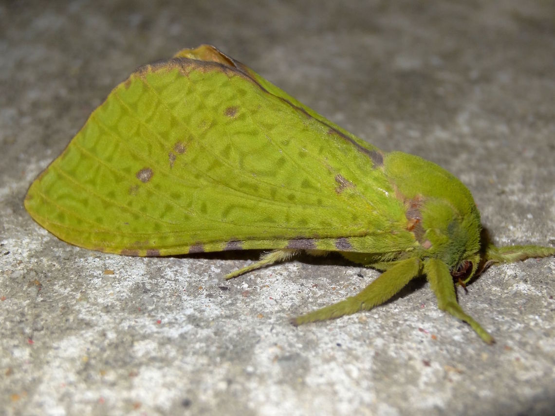 Green velvet moth♀(Aenetus eximia) A green velvet beauty attracted to night lights at the local school. About 70mm wingspan. <br />
Hind wings were peach to orange coloured and the abdomen was quite long and narrow. <br />
Hepialidae larvae grow in tubes hollowed in woody plant stems with a silk curtain to cover the entrance in the day, feeding at night. Sweet large brown eyes with long green lashes... think I&#039;m in love :) Lifer for me. Aenetus eximia,Australia,Geotagged,Hepialidae,Moth Week 2018,Spring