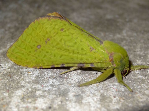 Green velvet moth♀(Aenetus eximia) A green velvet beauty attracted to night lights at the local school. About 70mm wingspan. 
Hind wings were peach to orange coloured and the abdomen was quite long and narrow. 
Hepialidae larvae grow in tubes hollowed in woody plant stems with a silk curtain to cover the entrance in the day, feeding at night. Sweet large brown eyes with long green lashes... think I'm in love :) Lifer for me. Aenetus eximia,Australia,Geotagged,Hepialidae,Moth Week 2018,Spring