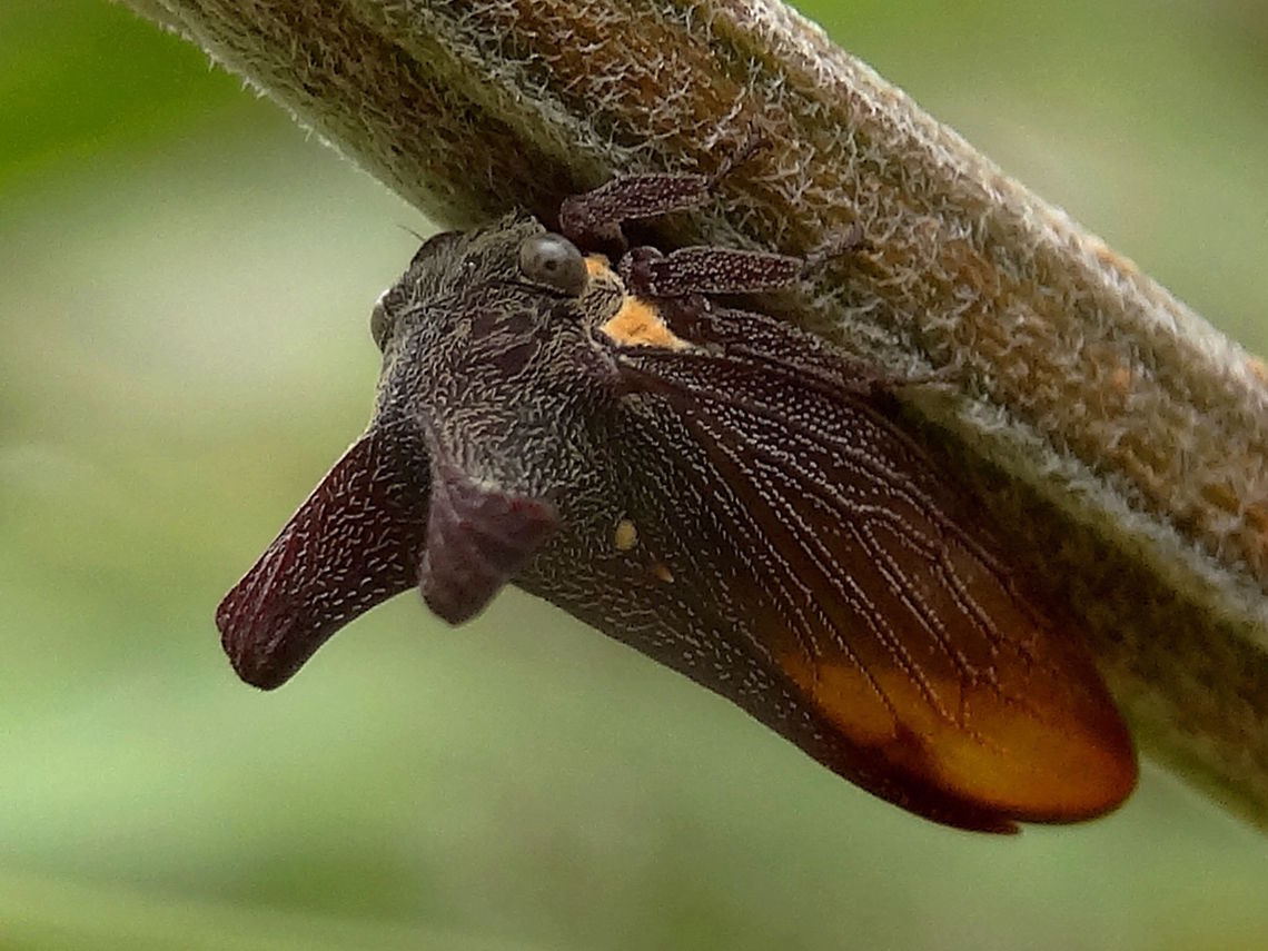 Two-horned brown treehopper (Ceraon tasmaniae) An evasive plain treehopper hiding under the stems of an acacia. <br />
About 11mm long. Translucent wings; two longish horns pointing outwards and a typical longer one outlining and covering the wings. Much smoother outline compared to the other 2 horned hopper in the area. On acacia stems in a local nature reserve.<br />
These are found in south-eastern Australia and particularly in Tasmania.  Australia,Ceraon tasmaniae,Geotagged,Summer,Two-horned brown treehopper,membracidae
