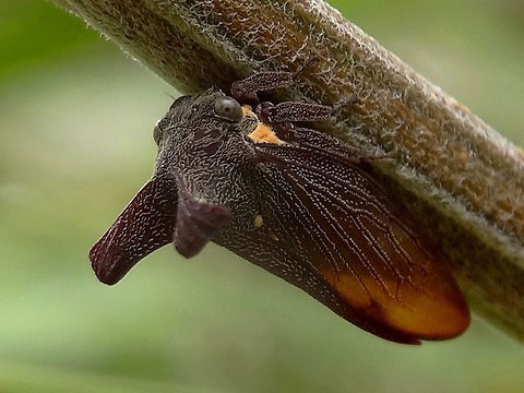 Two-horned brown treehopper (Ceraon tasmaniae) An evasive plain treehopper hiding under the stems of an acacia. 
About 11mm long. Translucent wings; two longish horns pointing outwards and a typical longer one outlining and covering the wings. Much smoother outline compared to the other 2 horned hopper in the area. On acacia stems in a local nature reserve.
These are found in south-eastern Australia and particularly in Tasmania.  Australia,Ceraon tasmaniae,Geotagged,Summer,Two-horned brown treehopper,membracidae
