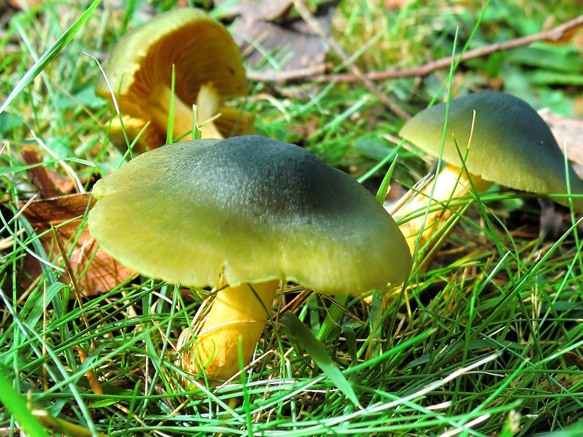 Greenskins (Cortinarius austroveneta) Smooth caps with colour varying from pale greenish yellow at the margin to dark blue-green in the centres. <br />
Caps are rounded to flat domes approximately 60mm wide. Stipe is scaly pale yellow and same colour for the gills.<br />
Found under an open mixture of eucalyptus and pines with dense buffalo grass.<br />
Fairly common but often difficult to see if they are in green grass. Tas, Vic, SA, NSW, WA Australia,Cortinarius austrovenetus,Fall,Geotagged
