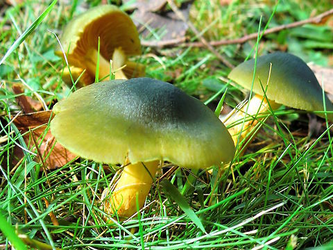 Greenskins (Cortinarius austroveneta) Smooth caps with colour varying from pale greenish yellow at the margin to dark blue-green in the centres. 
Caps are rounded to flat domes approximately 60mm wide. Stipe is scaly pale yellow and same colour for the gills.
Found under an open mixture of eucalyptus and pines with dense buffalo grass.
Fairly common but often difficult to see if they are in green grass. Tas, Vic, SA, NSW, WA Australia,Cortinarius austrovenetus,Fall,Geotagged