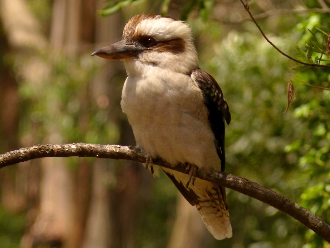 Laughing kookaburra (Dacelo novaeguineae) A conspicuous dark brown eye-stripe runs through the face like a Beagle Boy mask.<br />
In that respect they fill the unscientific niche of the racoon in north America.<br />
This one was nesting in suburban back yard.<br />
 Australia,Dacelo novaeguineae,Geotagged,Laughing Kookaburra,Summer