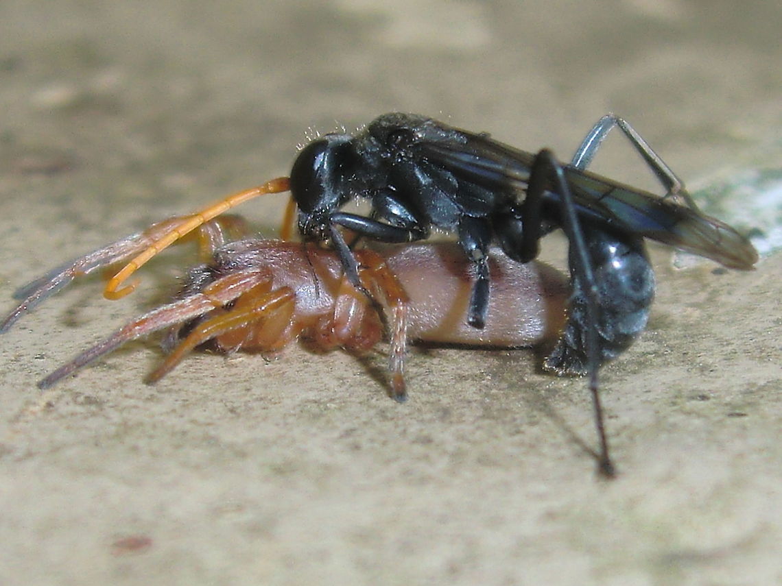 Spider wasp (Auplopus sp.) These wasps are about 12mm body length and incredibly adept at despatching small spiders. They paralyse them with a sting and take them to a nest for their larva to feed on.<br />
The victim in this case might be Dysdera crocata - Slater eating spider Australia,Geotagged,Summer