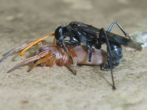 Spider wasp (Auplopus sp.) These wasps are about 12mm body length and incredibly adept at despatching small spiders. They paralyse them with a sting and take them to a nest for their larva to feed on.
The victim in this case might be Dysdera crocata - Slater eating spider Australia,Geotagged,Summer