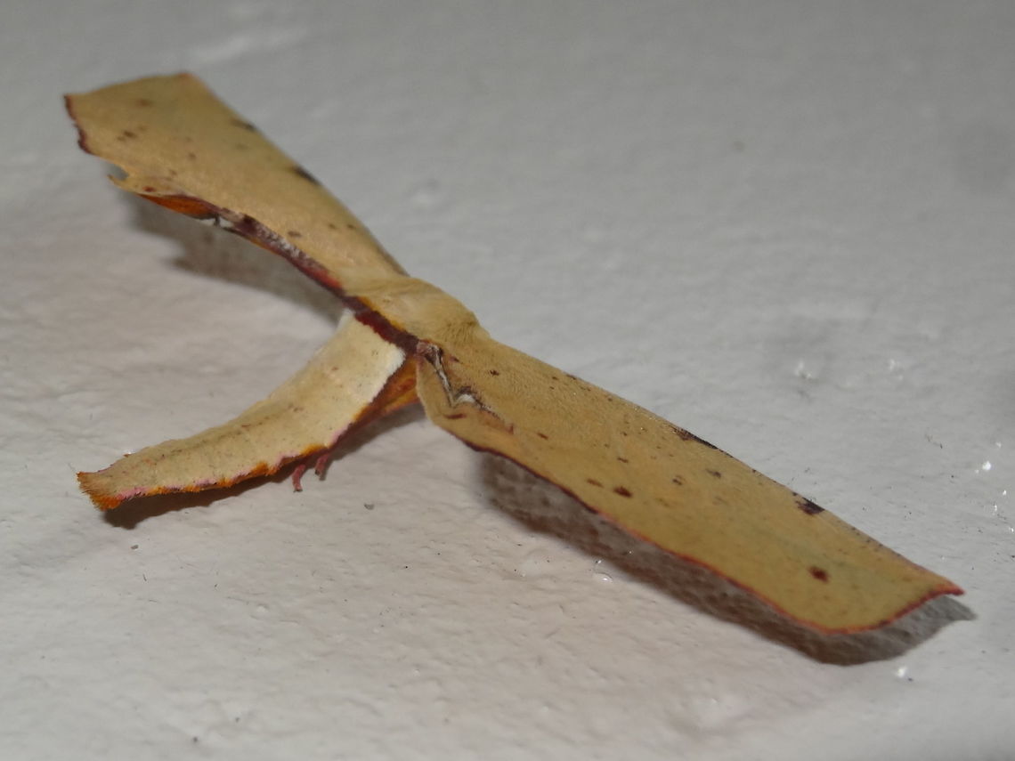 Bright Twisted moth ♂ (Parepisparis lutosaria) From this angle this moth resembles a balsa model airplane and from others like a broken gum leaf. <br />
Both fore and hind wings are recurved to create a single apex. <br />
Colours are vary across the hind wing to suit the mimicry of old gum leaves.<br />
Wingspan about 50mm. <br />
Found on a building wall under lights in a local nature reserve.<br />
'Bright Twisted moth (♂)' The common name of 'twisted' comes from the fact that they often curve their abdomen to one side at rest.<br />
The larvae feed on the leaves of various gum trees. These can be found in Qld NSW and Victoria.  Australia,Geotagged,Oenochrominae,Parepisparis lutosaria,Spring,geometridae