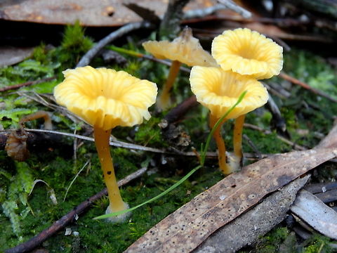 Yellow Navel (Lichenomphalia chromacea) In moss and lichen growing to about 30mm tall and 18mm wide. 
Radial texture with a relatively deep central depression on the cap. 
Very sparse and simple gills same colour as cap. Mycelia showing at the foot.
Found next to a walking track in a nature reserve.

"It is thought by some mycologists that it is likely Omphalina chromacea may be the fungal component of a lichen (a symbiosis between an alga and a fungus). The alga is most likely Coccomyxa." - Australianfungi.blogspot.com.au

 Australia,Coccomyxa,Geotagged,Lichenomphalia chromacea,Omphalina chromacea,Winter,Yellow Navel