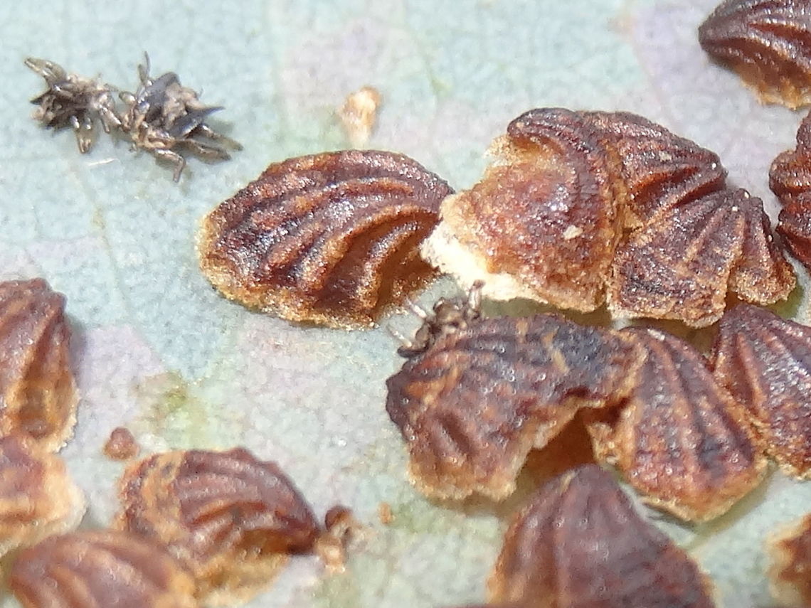 Clam lerps (Spondyliaspis plicatuloides) Tiny brown clam shells formed by a first stage psyllid on a mature leaf of a eucalyptus. <br />
Each was about 3-4mm wide and the a community numbered about 40-50. <br />
Scattered among the lerps were some discarded exuviae from early moulting.<br />
Patches like these were found on approximately 10 leaves in total.<br />
Tree was growing behind a local shopping mall.<br />
The lerps are built from a sugary excretion out of the abdomen of the psyllid.  Australia,Geotagged,Lerps,Psyllidae,Spondyliaspis plicatuloides,Winter