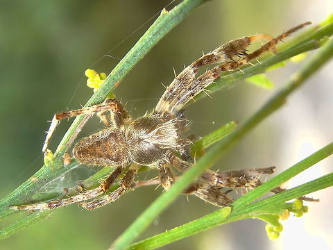 Araneid spider male (Backobourkia heroine?) These are undergoing a lot of work on ID. (?Backobourkia heroine (synonymous Araneus and Eriophora heroine)
Much of the expertise is in the hands of a couple of Dutch guys :) 
http://ednieuw.home.xs4all.nl/australian/araneidae/araneidae.html Araneidae,Australia,Geotagged,Summer