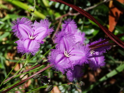 Common Fringe Lily (Thysanotus tuberosus) Many of these were popping up in dry conditions under open eucalyptus canopy. 
Plants to about 40cm tall. Flowers about 35mm across.
Found in open dry sclerophyll eucalyptus woodland.
family: Asparagaceae  Australia,Fringe-lily,Geotagged,Spring,Thysanotus tuberosus