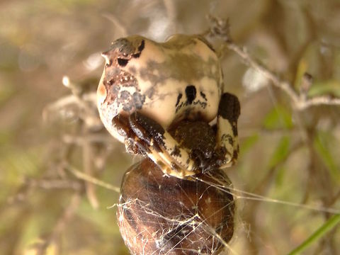 Bird dropping spider (Celaenia excavata) This fat-bodied momma was clutching onto a sac of eggs about the same size and shape as herself. 
She wouldn't let go no matter what caressings I attempted with a twig. 
Abdomen estimated 16mm
This photo is upside down to help recognition. 
The females often produce 4 or 5 sacs and curl up at the bottom of the chain.
Found on a medium sized shrub in a local nature reserve within inner suburbia.

 Australia,Bird dropping spider,Celaenia excavata,Geotagged,Spring