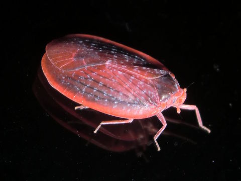 Red Fingernail Bug (Achilus flammeus) When it first flew past I thought it was a red moth. About 16mm long.
Found on a glass window around midnight in suburban back yard.
Also called 'Red fungus bug' although I'm not yet sure why. 
Most notably it is an endemic species of Victoria, New South Wales and New Zealand. 
Is this another species that got blown across the Tasman sea? Achilus flammeus,Australia,Geotagged,Red fungus bug,Spring