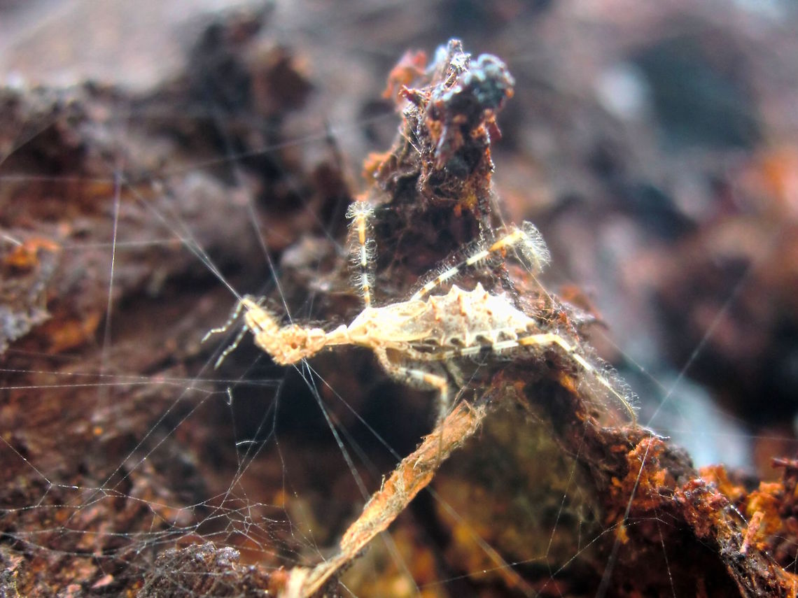 Spider killer nymph luring (Stenolemus bituberus) These tiny insects have modified forelegs and mouth parts and have two methods of preying upon spiders - stalking and luring. When stalking they slowly approach the spider, then tap on it with their antennae for up to 3 minutes before suddenly stabbing the spider with its rostrum. <br />
Luring involves 'tickling' the strands of the spider web and when the prey comes to investigate it again taps with antennae before stabbing.<br />
They specialise in feeding on a wide range of spiders - Achaearanea, Badumna, Pholcus, and Stiphidion, and the families Salticidae and Uloboridae. <br />
At last I found a live one actually 'tickling' a web to lure a spider even if it isn't fully grown. <br />
This one was about 6mm overall.<br />
Sorry for the poor lighting and focus. Australia,Geotagged,Spring,Stenolemus bituberus