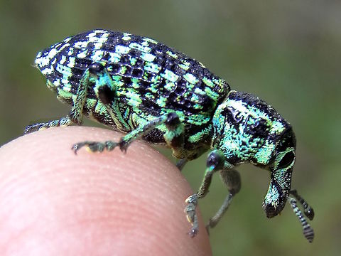 Botany Bay Diamond Weevil (Chrysolopus spectabilis) Discovered during James Cook's first voyage it became the first insect described from Australia. 

About 20mm body length with striking blue/green on black patterns.
Found in a local nature reserve on Acacia verticillata (Prickly Moses).
After checking images elsewhere in Australia it seems the locals have thick socks on. 
The colours seemed to change sometimes more green and sometimes blue and under flash it even showed as white.  Australia,Chrysolopus spectabilis,Geotagged,Summer