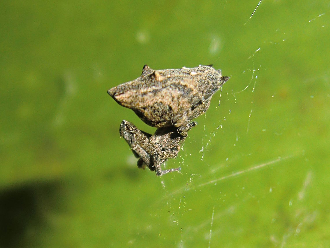 Communal Philoponella (Philoponella congregabilis) These spiders tend to form communal webs in groups although this one was solitary. <br />
The web is chaotic and often hangs as a loose line with the spider resembling detritus. <br />
Females have a pair of tubercules on the abdomen.<br />
About 6mm for females and 3mm for males. <br />
<br />
Ref <a href="http://www.arachne.org.au/01_cms/details.asp?ID=1827" rel="nofollow">http://www.arachne.org.au/01_cms/details.asp?ID=1827</a> Australia,Geotagged,Philoponella congregabilis,Spring