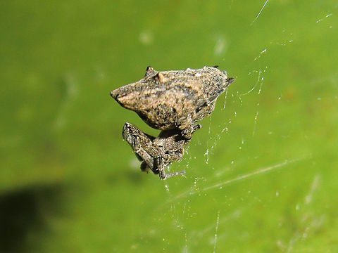 Communal Philoponella (Philoponella congregabilis) These spiders tend to form communal webs in groups although this one was solitary. 
The web is chaotic and often hangs as a loose line with the spider resembling detritus. 
Females have a pair of tubercules on the abdomen.
About 6mm for females and 3mm for males. 

Ref http://www.arachne.org.au/01_cms/details.asp?ID=1827 Australia,Geotagged,Philoponella congregabilis,Spring