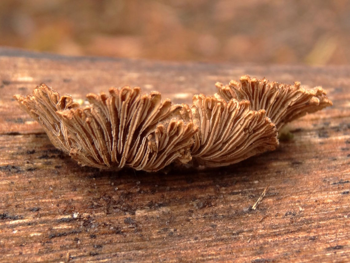 Splitgills (Schizophyllum commune) Found all over the world (almost) Here it appears mostly on introduced species of timber - in this case Pinus radiata log.<br />
Still can&#039;t get my head around 28,000 sexes though. Australia,Geotagged,Schizophyllum commune,Spring