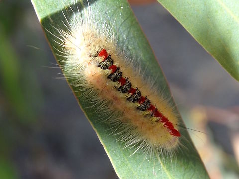 Sparshalli moth larva (Trichiocercus sparshalli) http://www.jungledragon.com/image/36390/long_tailed_bombyx_trichiocercus_sparshalli.html
These caterpillars are up to about 25mm long. 
They can appear in several colour combinations which can be confusing. 
Sometimes they will follow each other processionary style. 
The species was originally described in England from a single moth in 1821 but has never been seen outside SE Australia since. Must have been a stowaway pupa or eggs on a returning convict ship.
Also called Long tailed bombyx.




 Australia,Geotagged,Summer,Trichiocercus sparshalli