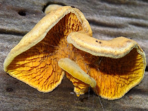 Introduced boletales (Pseudomerulius curtisii) Name changed from Meiorganum curtisii.
Also synonymous Paxillus curtisii.
It seems this was introduced fairly recently to Australia.
This one found on a very large Pinus radiata log used for landscaping in a local nature reserve..

http://www.wisconsinmushrooms.com/MeiorganumCurtisii.html
  Australia,Geotagged,Pseudomerulius curtisii,Winter